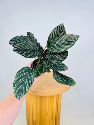 Calathea Ornata Sanderiana 14cm Pot