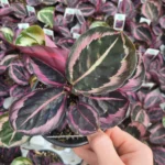 Calathea Princess Jessie 14cm Pot
