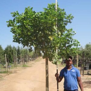 Erythrina Caffra 200lt Common Name: Coast Coral Tree