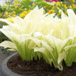 Hosta White Feather 14cm Pot