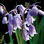 Hyacinthoides - Blue Bulbs