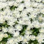 Lampranthus 6 Pack Tray