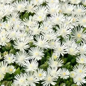 Lampranthus 6 Pack Tray