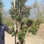 Magnolia Grandiflora 100lt Common Name: Laurel Magnolia