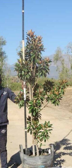 Magnolia Grandiflora 100lt Common Name: Laurel Magnolia