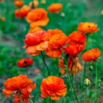 Ranunculus Bulbs-Orange