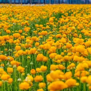 Ranunculus Bulbs-Yellow