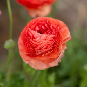Ranunculus Bulbs-Salmon