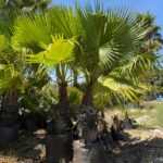 Washingtonia Robusta 175lt Common Name: Mexican Fan Palm