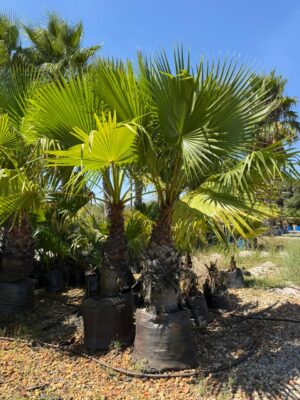 Washingtonia Robusta 175lt Common Name: Mexican Fan Palm