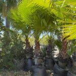 Washingtonia Robusta 175lt Common Name: Mexican Fan Palm
