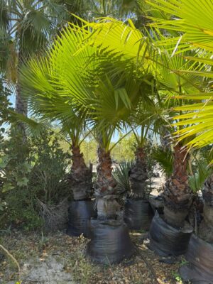 Washingtonia Robusta 175lt Common Name: Mexican Fan Palm