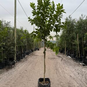 Lemon ‘Limoneira’ 70lt