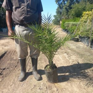 Phoenix Canariensis 10lt Common Name: Canary Island Date Palm