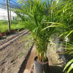 Chrysalidocarpus lutescens