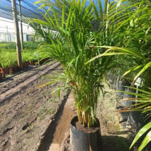 Chrysalidocarpus lutescens