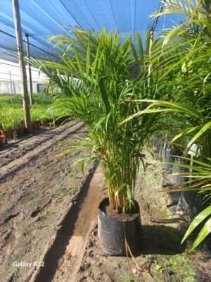 Chrysalidocarpus lutescens