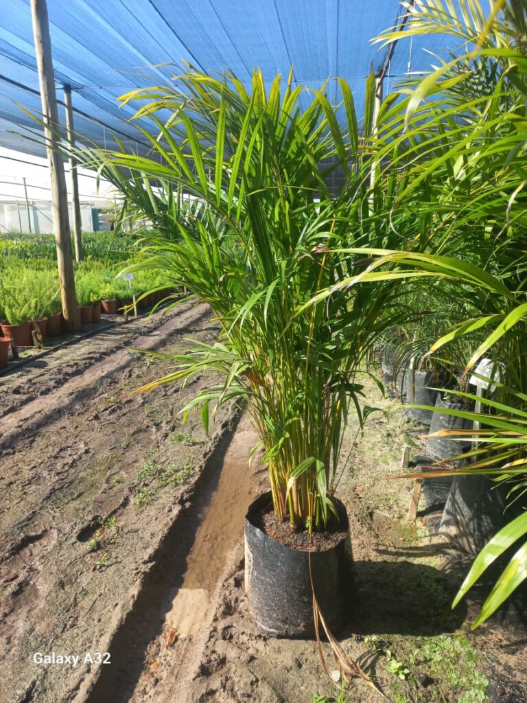Chrysalidocarpus lutescens