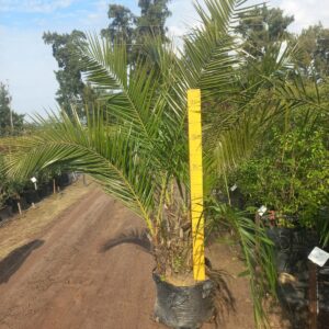 Phoenix Reclinata 50lt Common Name: Wild Date Palm