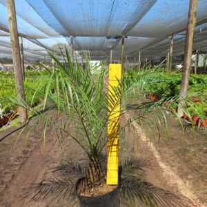 Phoenix Roebelenii 20lt Common Name: Pygmy Date Palm