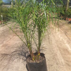 Phoenix Roebelenii 10lt Common Name: Pygmy Date Palm
