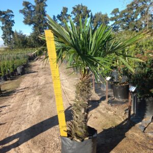 Trachycarpus Fortunei 50lt Common Name: Windmill Palm
