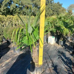 Trachycarpus Fortunei 20lt Common Name: Windmill Palm