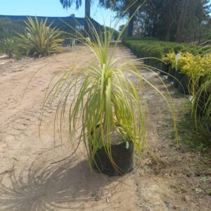 Beaucarnea recurvata 20lt Common Name: Pony Tail Palm