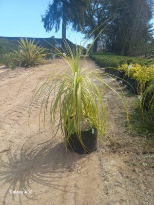 Beaucarnea recurvata 20lt Common Name: Pony Tail Palm