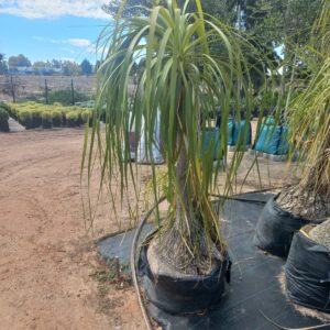 Pony Tail Palm 50lt