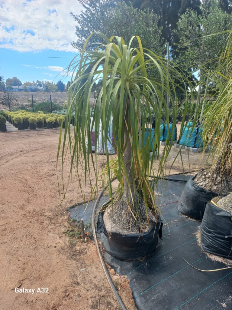 Pony Tail Palm 50lt