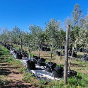Olive Frantoio 50lt Olive Frantoio 50lt