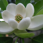 Magnolia Grandiflora 100lt