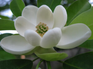 Magnolia Grandiflora 100lt