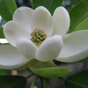 Magnolia Grandiflora 100lt