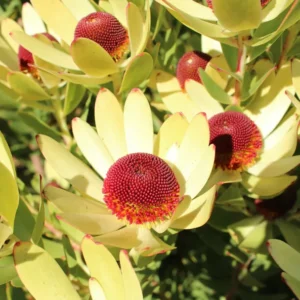 Leucadendron Ayoba African Surprise 15cm Pot