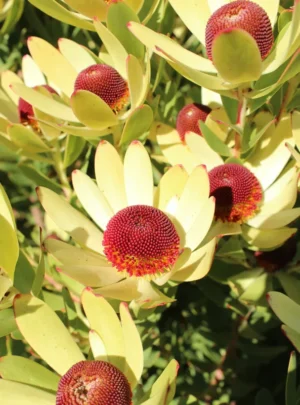 Leucadendron Ayoba African Surprise 15cm Pot