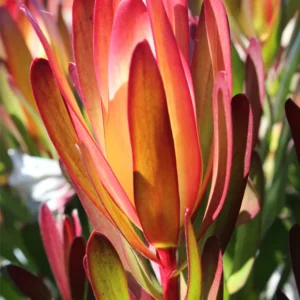 Leucadendron Ayoba African Blaze 15cm Pot