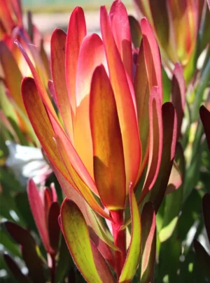 Leucadendron Ayoba African Blaze 15cm Pot