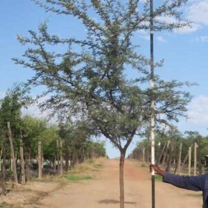 Acacia Karroo Tree 200lt