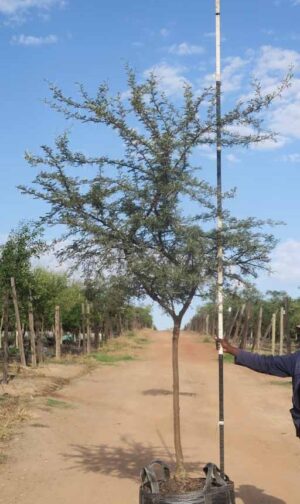 Acacia Karroo Tree 200lt