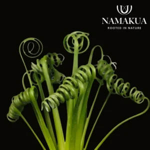 Albuca Spiralis Bulbs