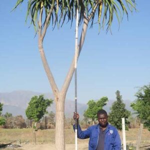 Aloe Bainesii/Aloe Barberae 400lt Common Name: Tree Aloe