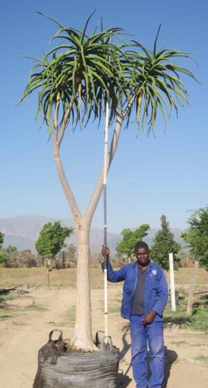 Aloe Bainesii/Aloe Barberae 400lt Common Name: Tree Aloe
