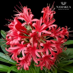 Ammocharis Coranica Bulbs Common Name: Ground lily; Karoo lily Ammocharis Coranica Bulbs Common Name: Ground lily; Karoo lily