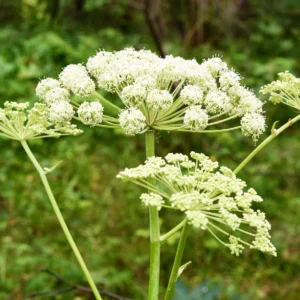 Angelica Archangelica 4kg Common Name: Garden Angelica