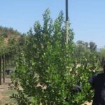 Apodytes Dimidiata 100lt Common Name: White Pear Tree