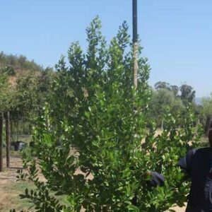 Apodytes Dimidiata 100lt Common Name: White Pear Tree