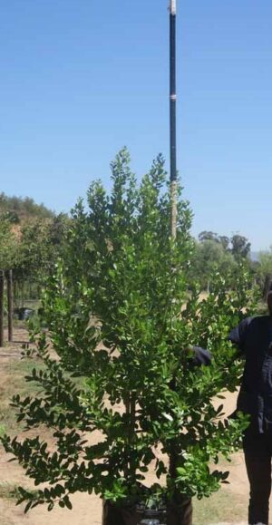 Apodytes Dimidiata 100lt Common Name: White Pear Tree