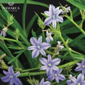 Aristea Ecklonii Bulbs Common Name: Blue Stars Aristea Ecklonii Bulbs Common Name: Blue Stars